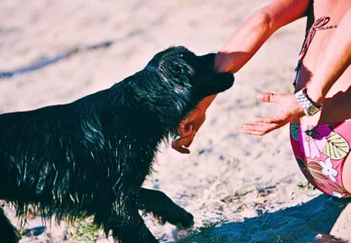 Dog biting a woman in swim suit. sue for a dog bite on public property