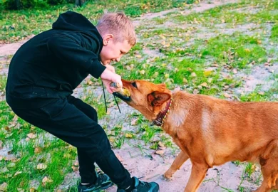 Boy feeding or playing with a dog in the park. when a dog bites a child