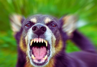 Barking enraged shepherd dog outdoors. one bite rule