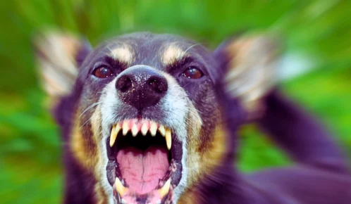 Barking enraged shepherd dog outdoors. one bite rule