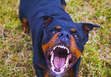Aggressive Rottweiler barking mad.